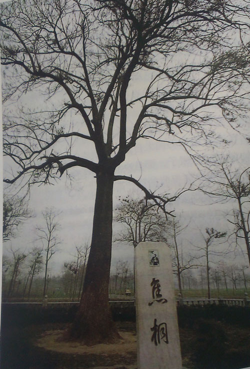 ��ԣ»����Ϊ�˷����ɳ������ũ�����ƶ�����ᳫ��ֲ��ͩ�����������ͩ�纣����ԣ»�����������µ���ͩ�ѳ��ɺϱ��������������еؽ�������ͩ����